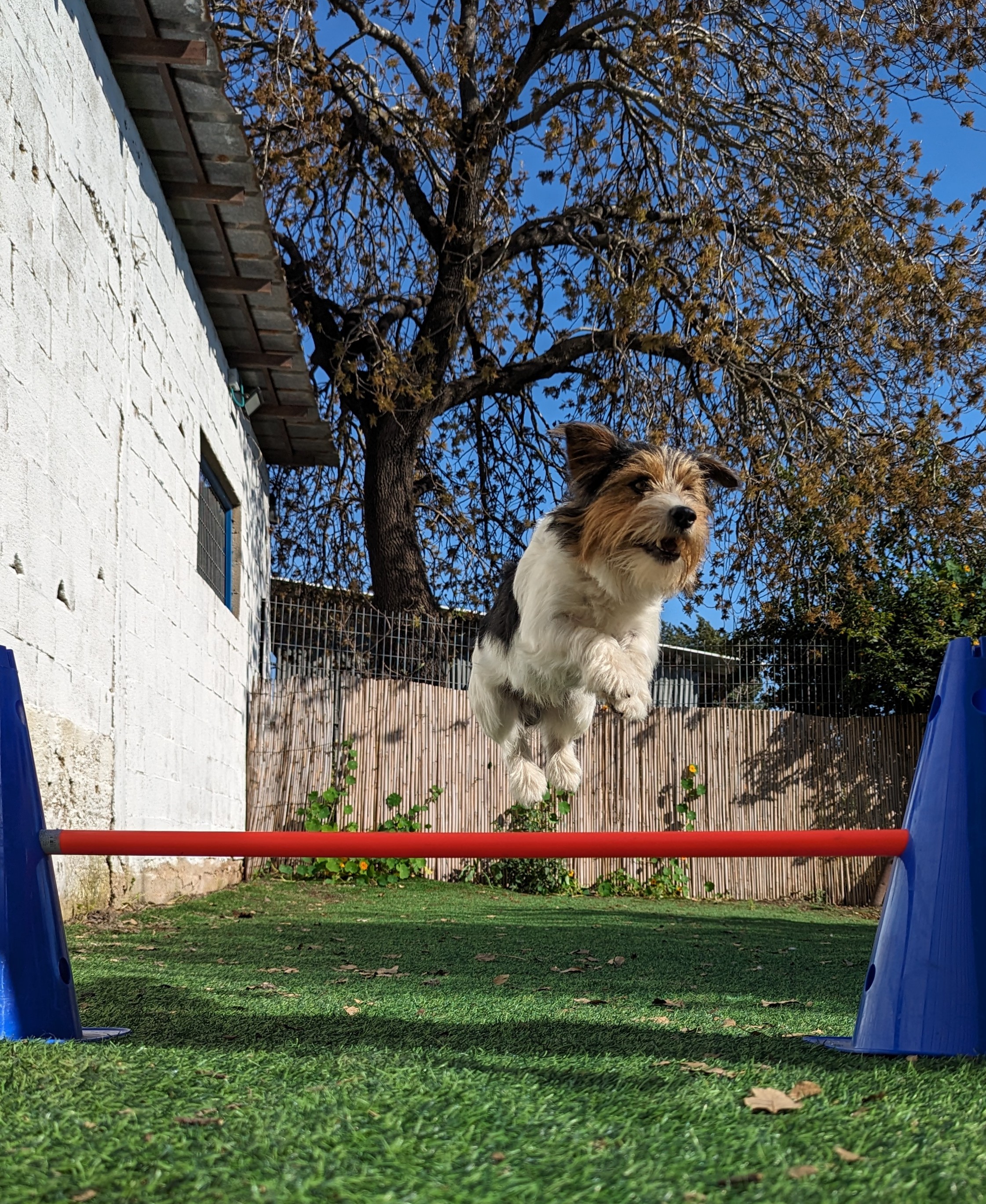 Young Trainers Background